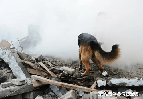 汶川地震67只搜救犬全部离世