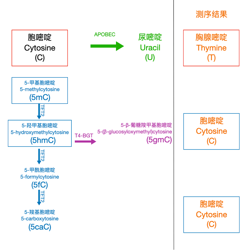 云序新品|em-seq 测序助力 ctdna 甲基化研究更上层楼