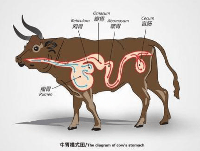 牛消化不好怎么调理牛脾胃不好怎么调理总拉稀本文有好方法