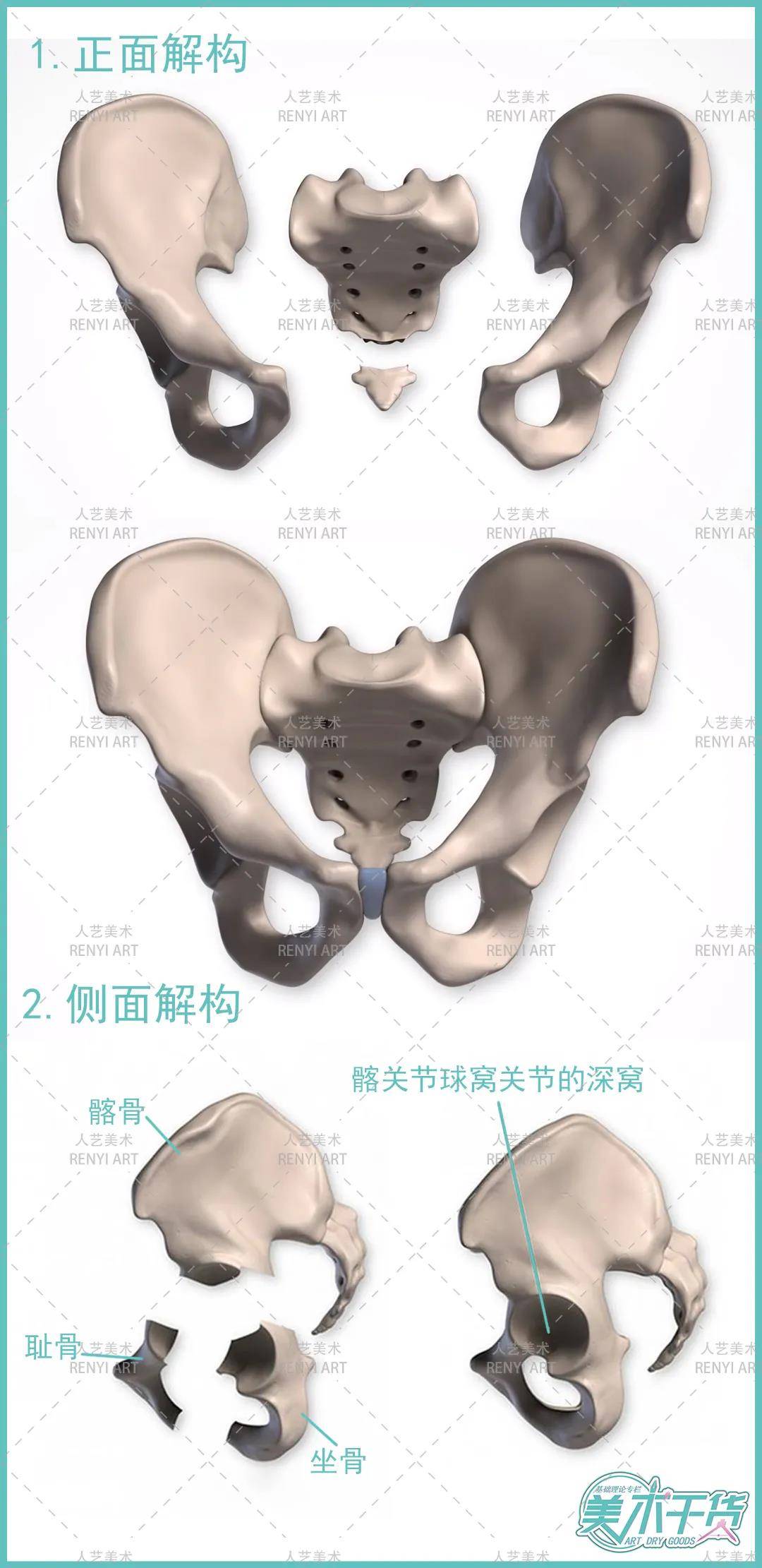 广州画室解析身体结构之胯部专题 2-8-1!