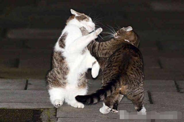 千万别冲动养第二只猫,否则后果很严重哦_猫咪