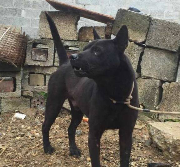 中国大山中,古老的原生猛犬,其中它已被评为世界名犬