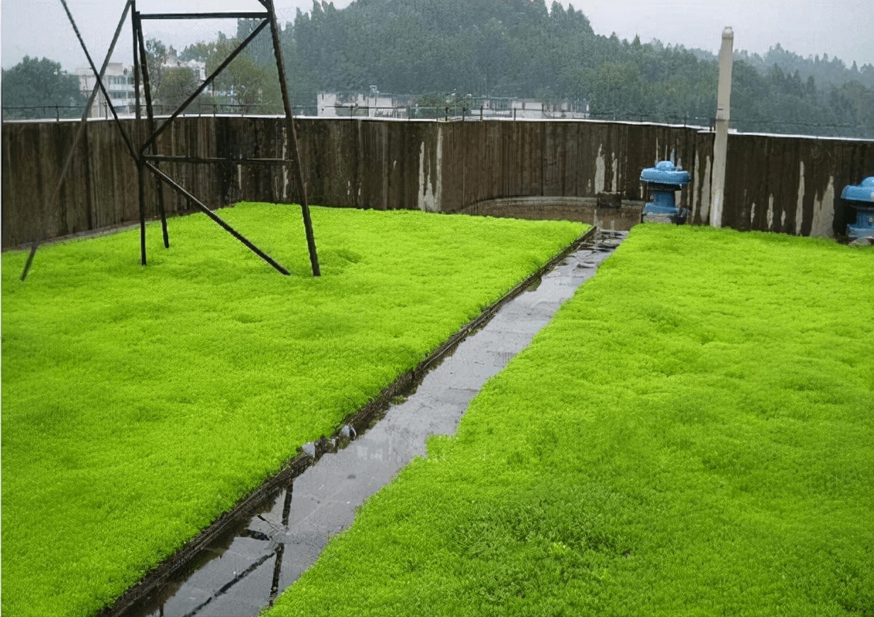 这才是屋顶绿化!你那只是绿色屋顶!耐根穿刺保驾护航!