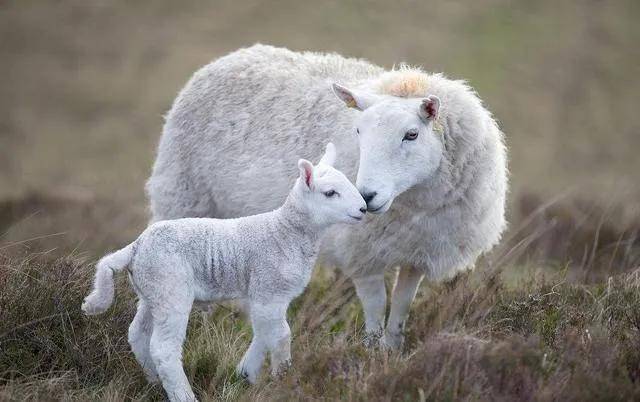 你没听错,没有专属于羊的羊科,只有羊亚科,所以羊是属于牛科下面的.
