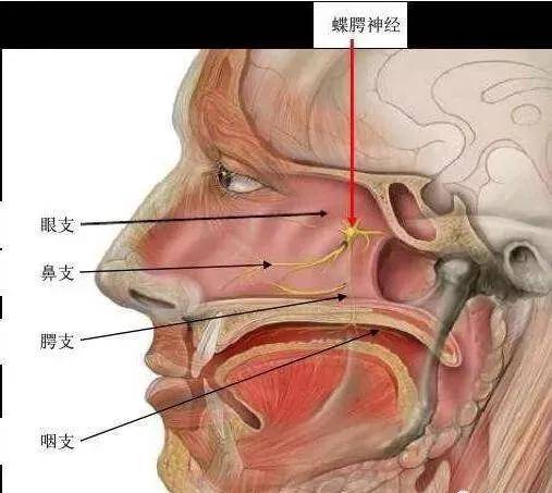 中国十大针刀名家许振南教授针刀松解蝶腭神经治疗鼻炎经验分享_针刺