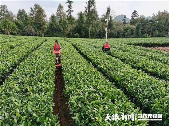 会议宣读了《湄潭县人民政府关于禁止在茶园中使用违禁农药及产