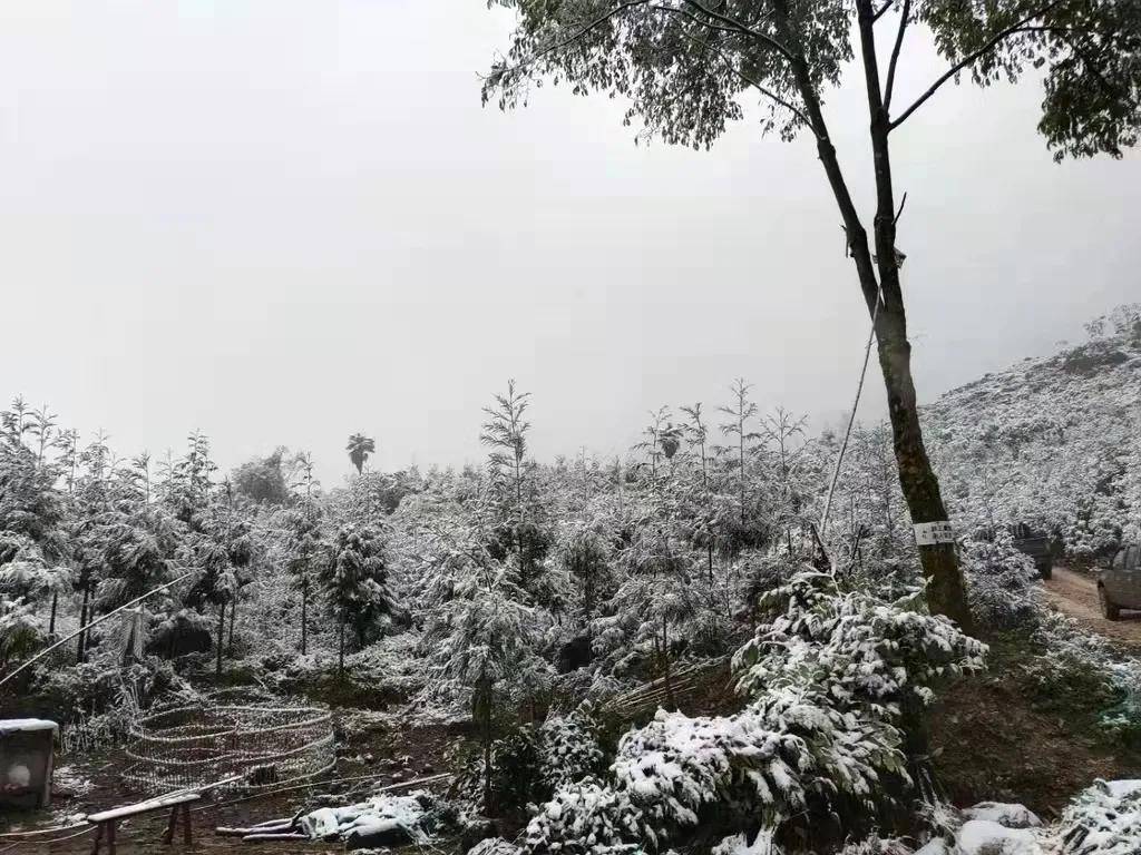 (雪中的四川绵阳,图源来自网信四川)