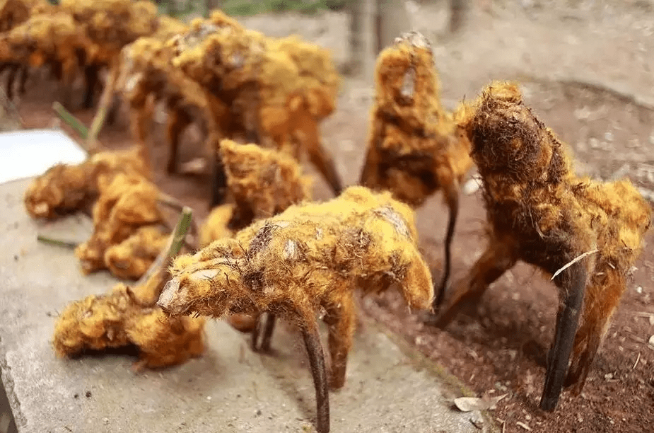 狗脊一味能让你的腰比狗还强壮的中草药中医这样用