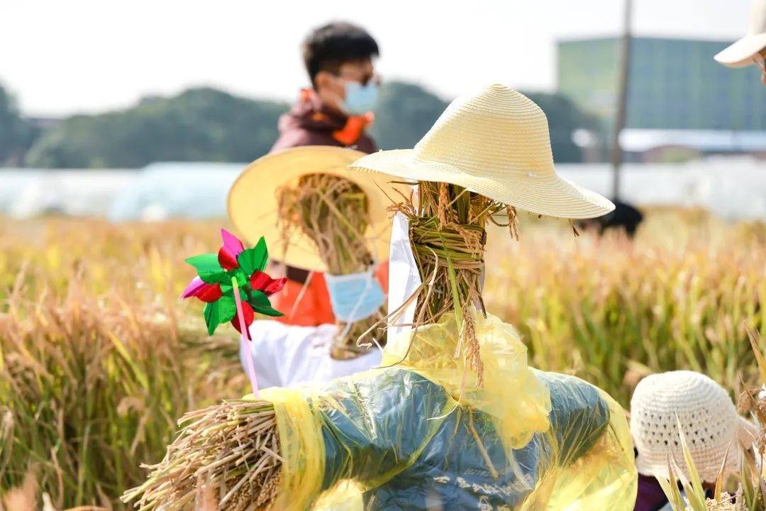 稻花香里庆丰年这场沉浸式秋收体验收获满满