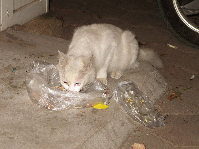 喂食流浪猫不是爱猫行为而是在害猫