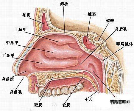 鼻塞 轻重不等,多因鼻粘膜充血肿胀和分泌物增多所致,鼻塞常可致暂时