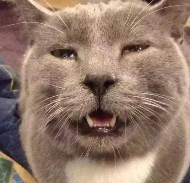 猫咪不停地打喷嚏,必须要排查这些原因!