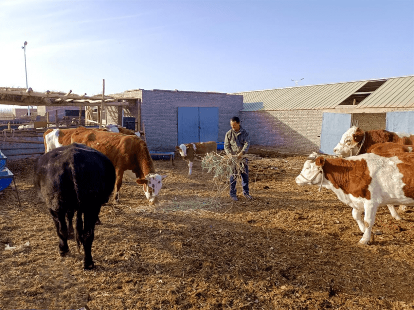 新疆若羌:养牛喜增收 争当带头人