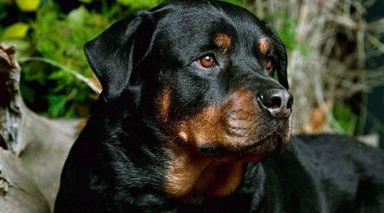世界十大凶犬最新排名,很多国家都严禁饲养_高犬_性格_陌生人