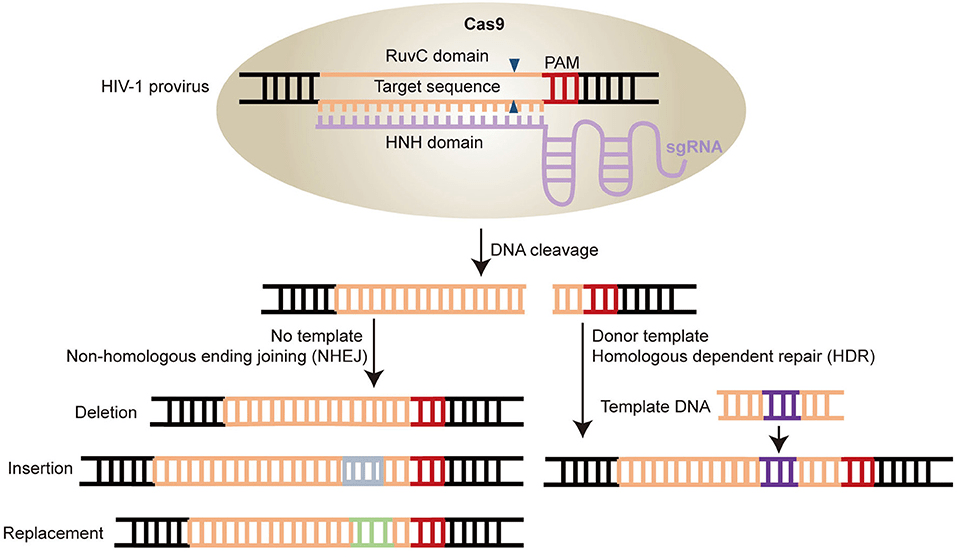 crisprcas9除了用于目的基因敲除还可以用于这些研究中