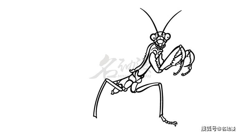 超简单的螳螂画法教程