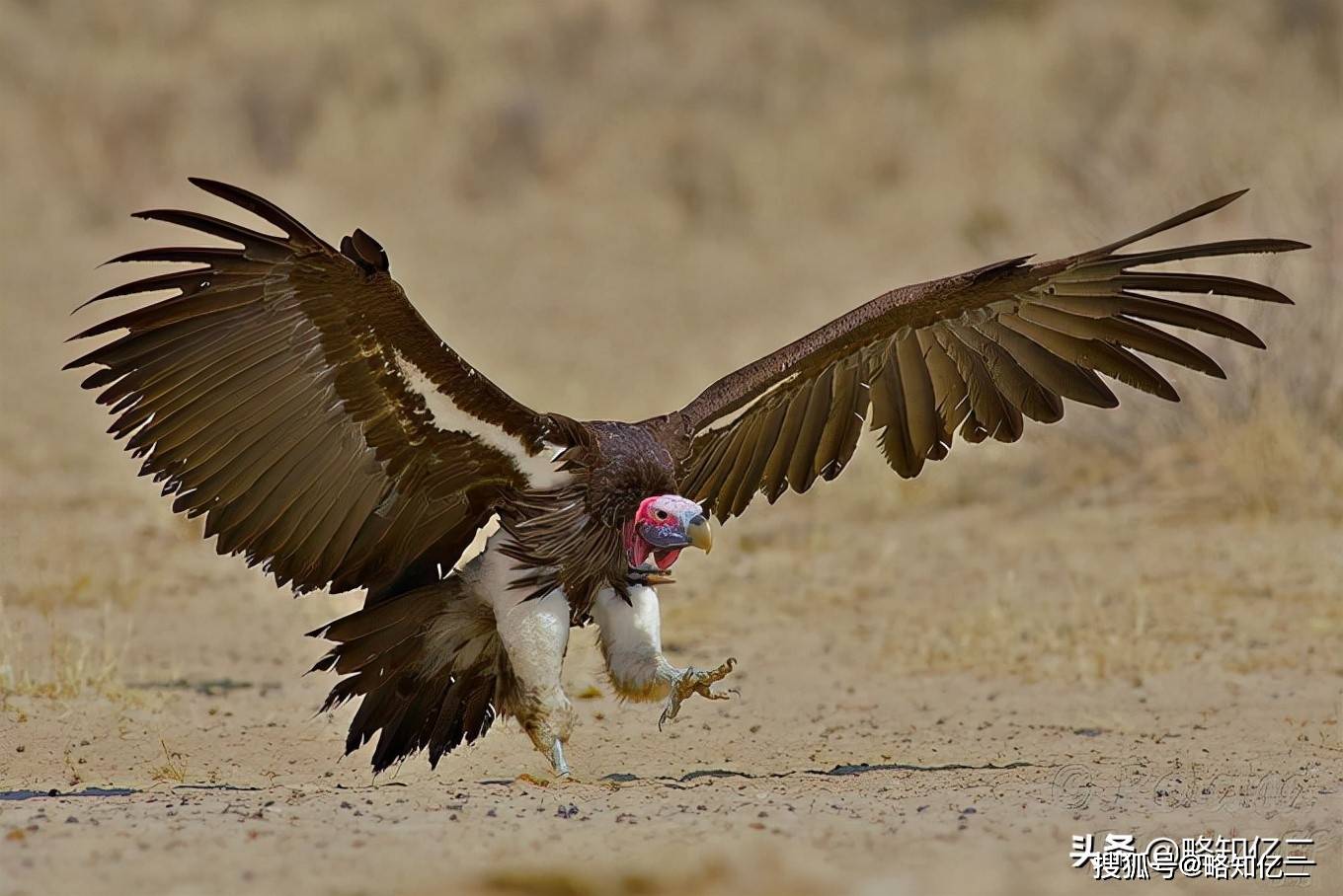 7)非洲白背秃鹫 african white-backed vulture