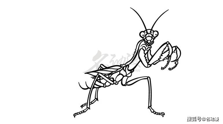 超简单的螳螂画法教程