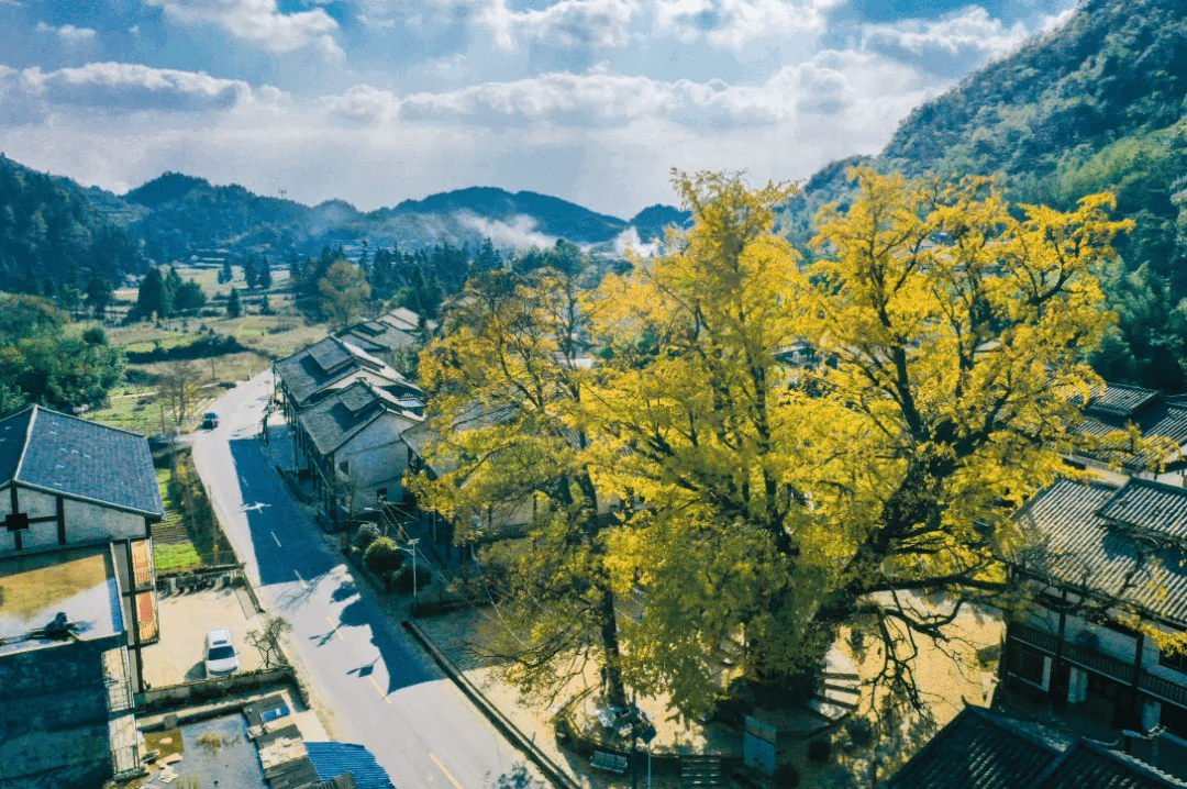 遵义·洪关乡古银杏 叶落知秋,霜落知寒.