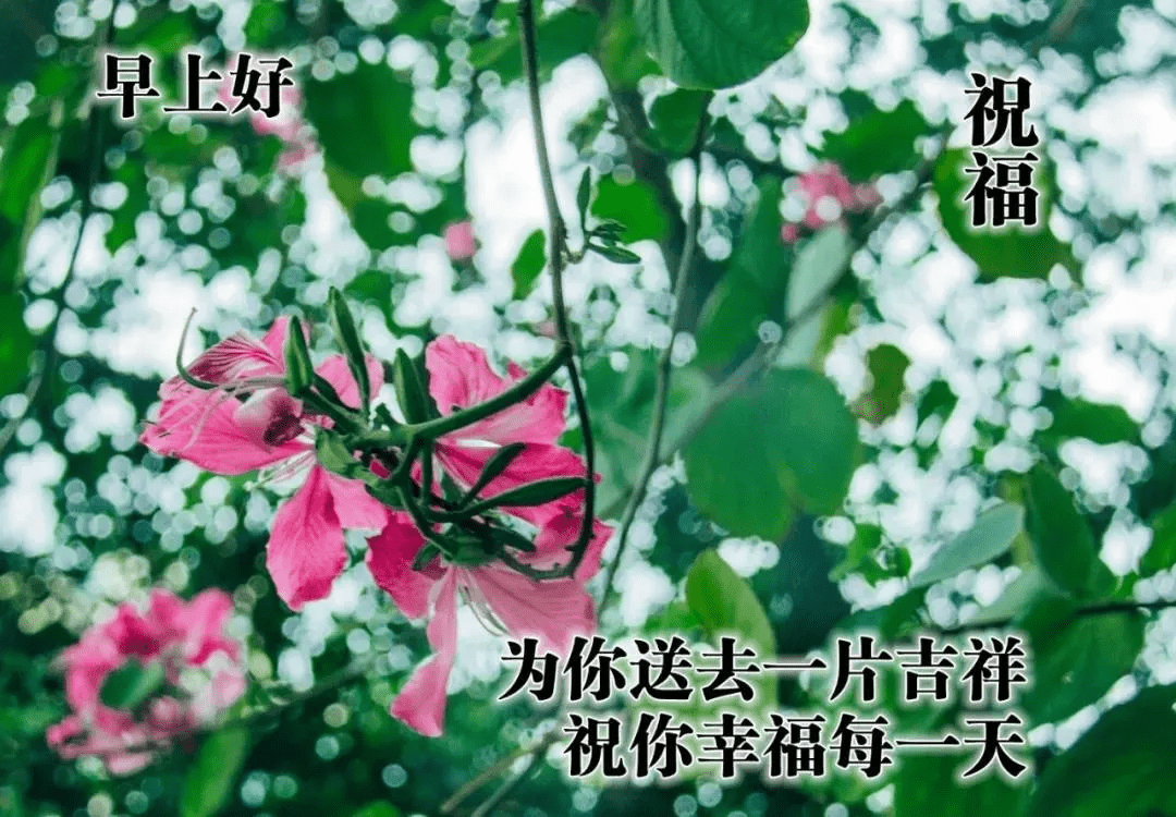 暖心幸福的早上好祝福图片 唯美清新的早安祝福语