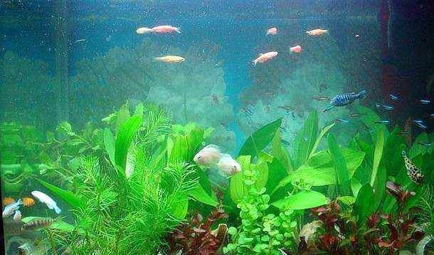 发财树更喜欢偏酸的雨水
