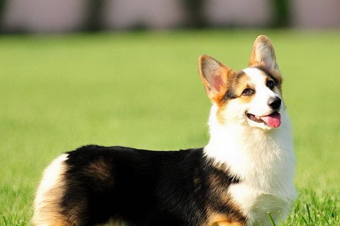 威尔士柯基犬,它是很古老的犬种,它是一种小型犬.