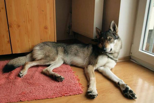 原创比哈士奇更像狼!不过养捷克狼犬,简直跟伺候祖宗一样