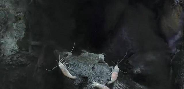 原创有种虾生活在450的火山口打捞时需专用工具网友咋煮熟