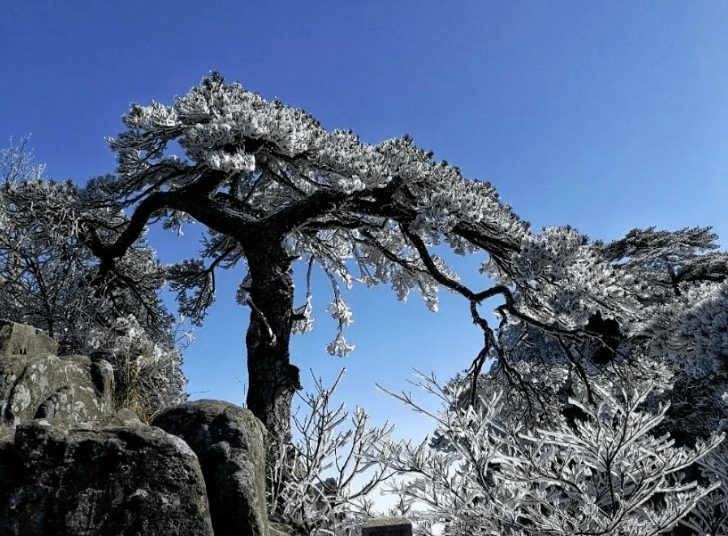 凌风知劲节负雪见贞心十一首寒松的诗词傲雪凌霜松精神