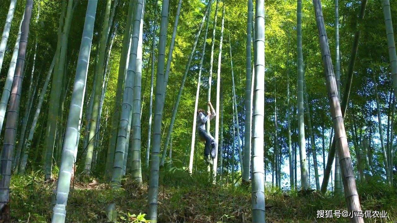 "竹海飞人"职业的产生源于当地人靠竹子为生,为了让竹子能够缩短生长