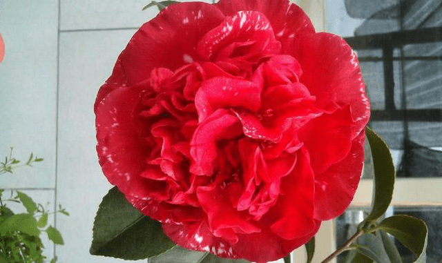 其它茶花让让道,"茶花女王"来袭,花瓣大如盘,太美了