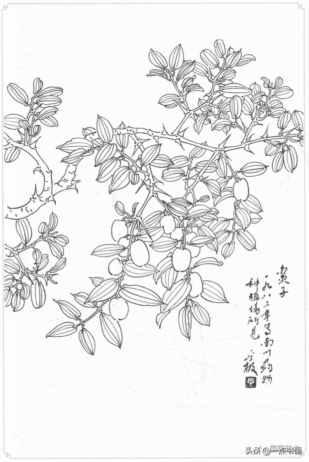 白描画谱5000例—白描蔬果选页_南瓜_番石榴_杨建飞