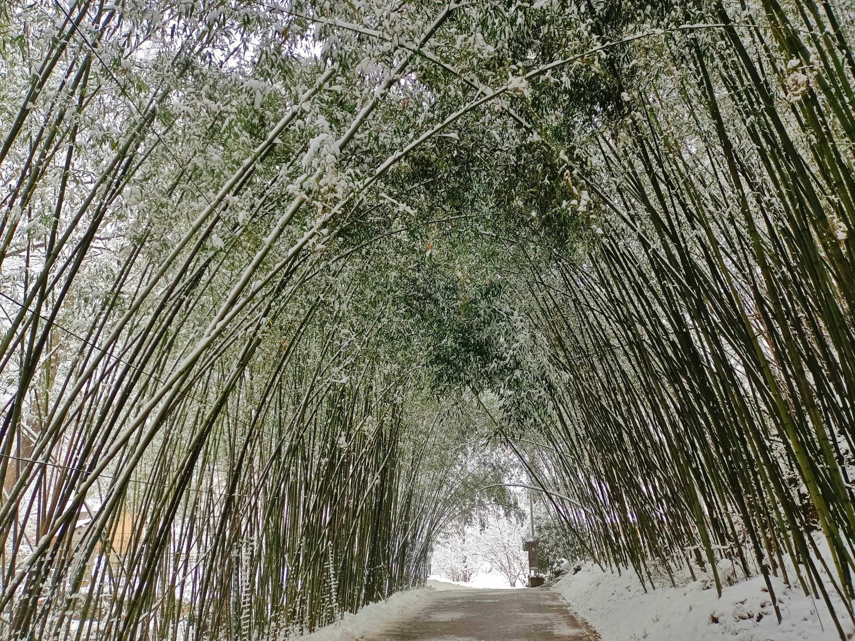 洛阳王府竹海冰雪王国,媲美老君山,值得一去_竹林_冬日_雪景