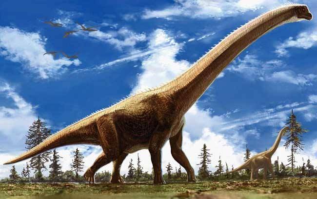 "使大地震动的蜥蜴",又名震龙,是巨大的草食性恐龙之一,生存于侏罗纪