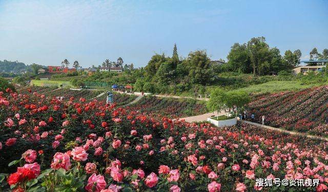 四川广安生态园玫瑰盛开五一小长假期待您来赏花
