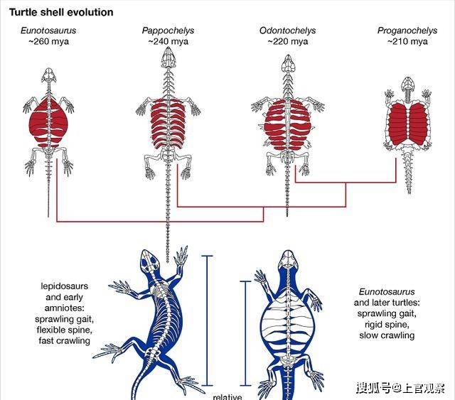 原创进化论的终极bug乌龟如何成为科学家们的噩梦