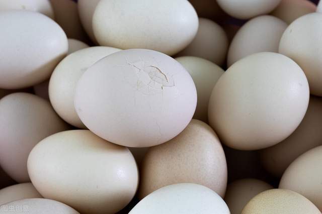 鸡蛋蛋壳变白的八大因素_白壳蛋_影响_颜色