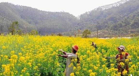 感受春天的喜悦与趣味;在赤坭镇蓝田村,300多亩油菜花田蔚为壮观,九曲