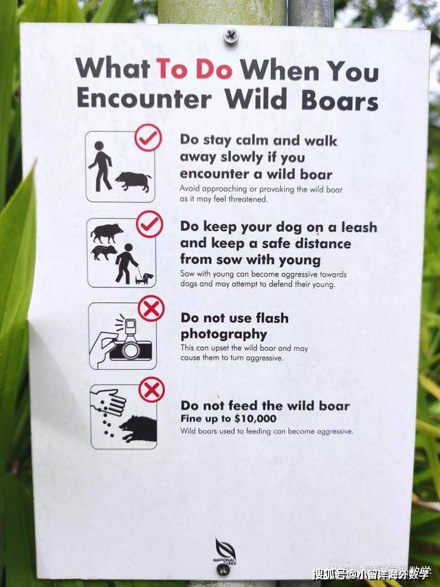 看图学英语 12_boars_wild_野猪
