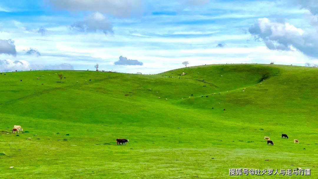 好的牧场之一,便是塔城地区——这里拥有欧亚草原上少见的"稀树"草原