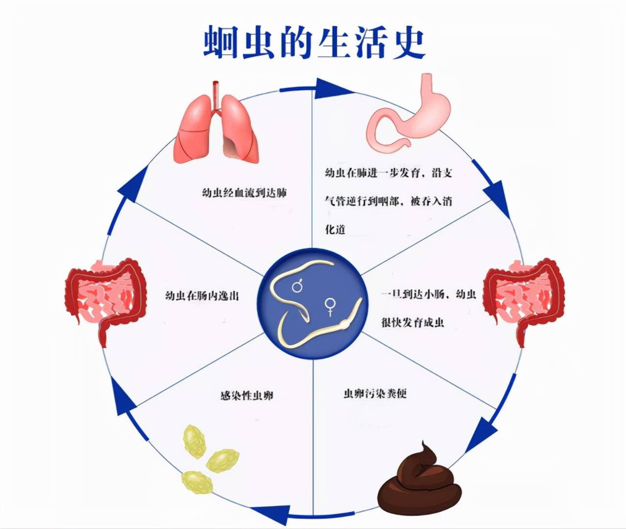 原创几十年前几乎人人肚子里都有的蛔虫为何现在没有人听说过了