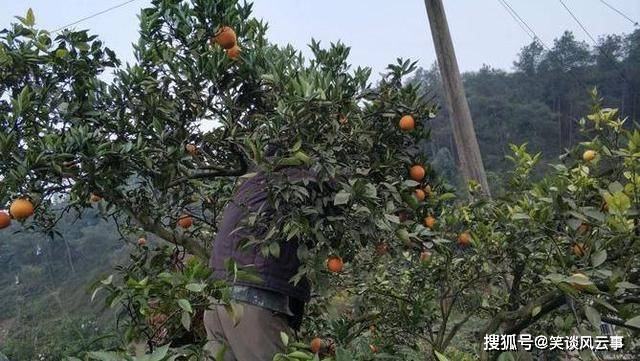 原创枳和橘的区别是什么为什么橘子去了北方就变成了枳