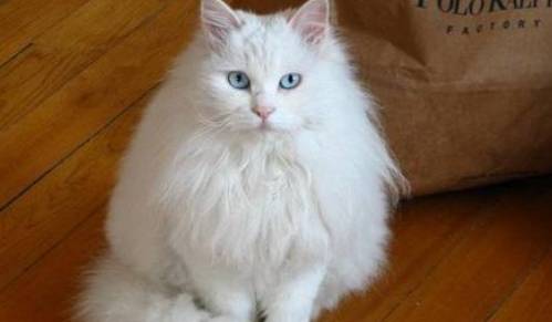 30种知名的猫咪你都认识吗