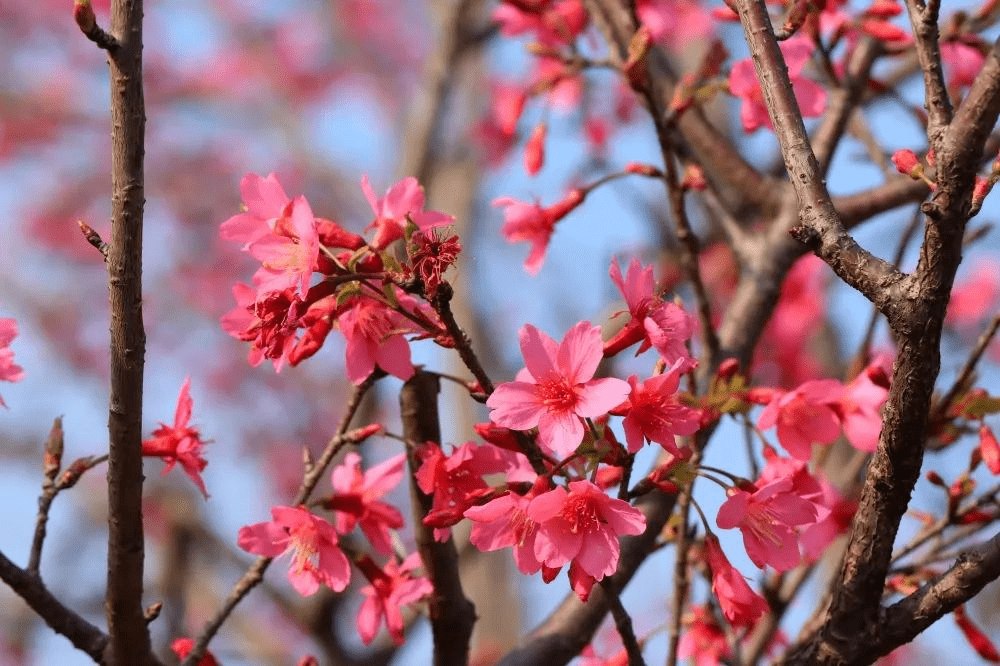 广州樱花秘境盛开,这5个地方超好拍!_方乐田_黄埔_墨园