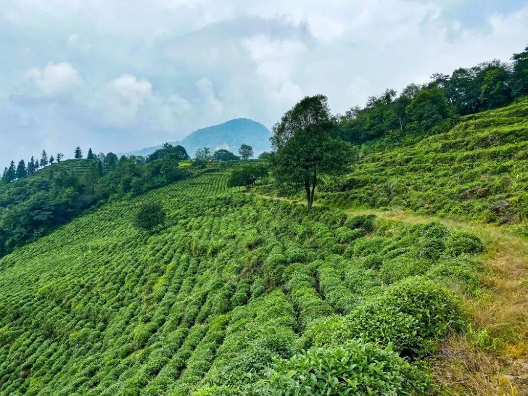 只此青绿,在此山中,去茶园里遍寻春意_茶树_峨眉山_都江堰