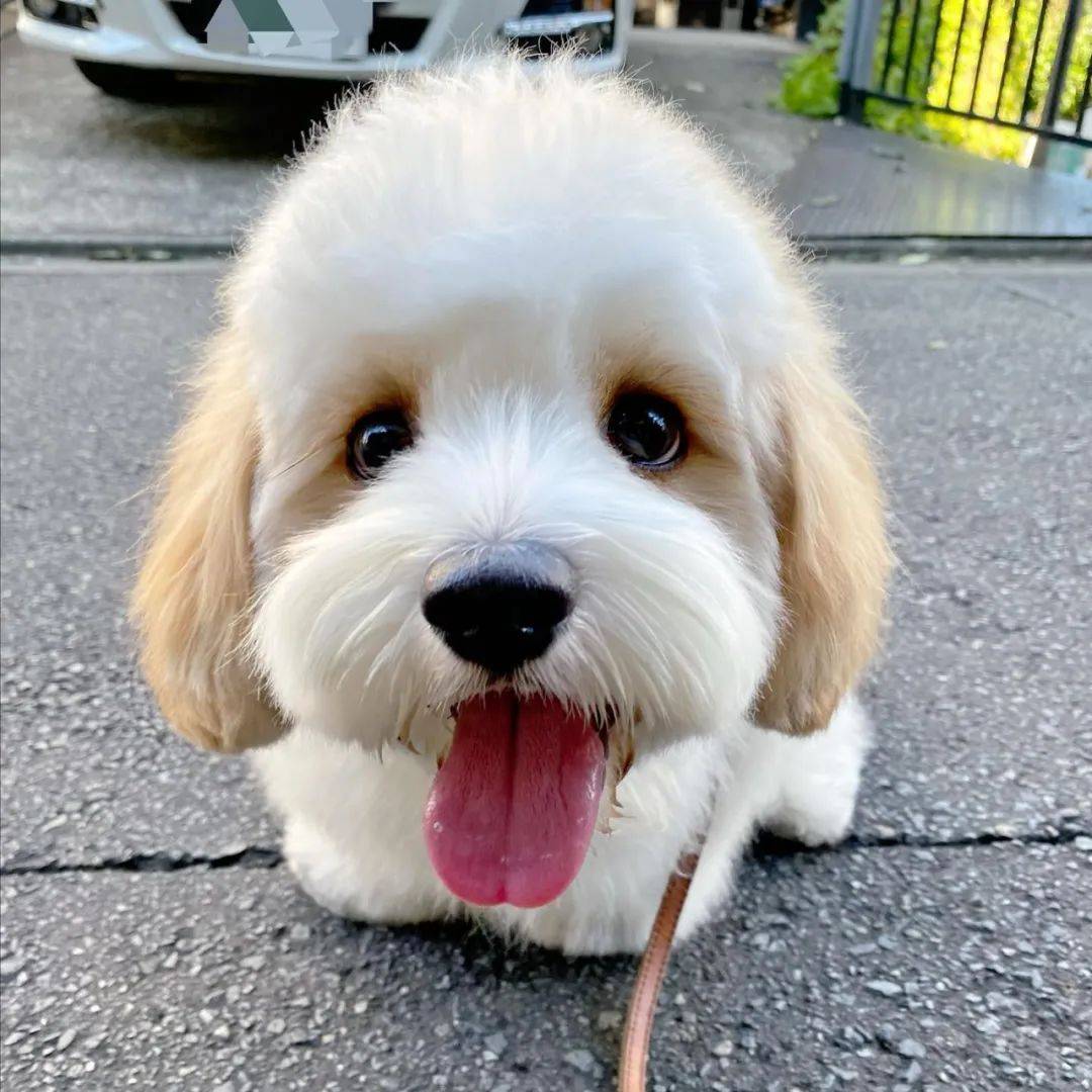 妹子养了一只查理王小猎犬和比熊的宝宝这颜值逆天了