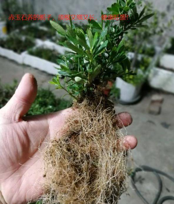 像下面这棵小叶栀子,纯赤玉土种植的,小小的盆景,你能想象它的根系是