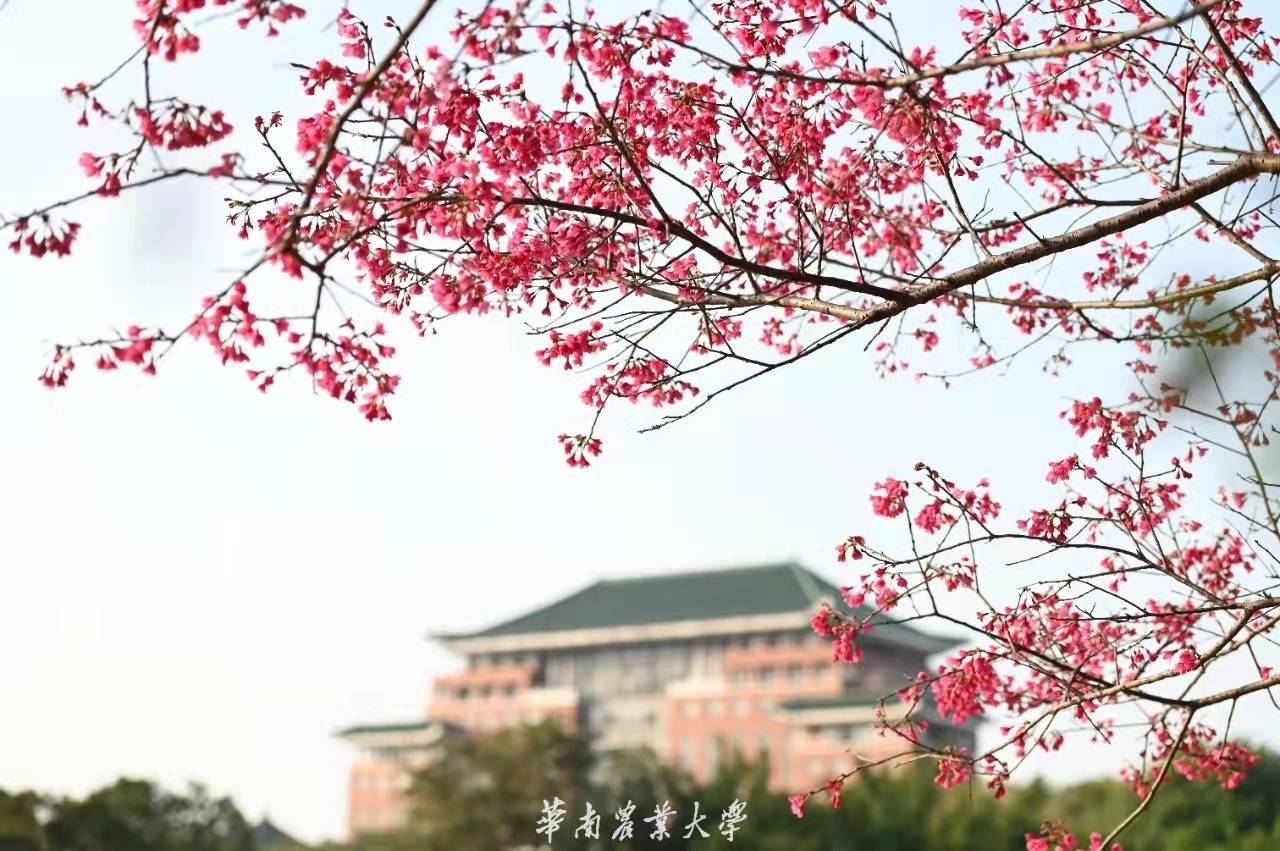 华南农业大学环境怎么样好不好广东最美大学之一很绝