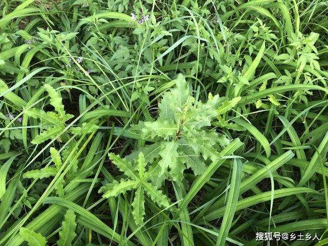 习俗_节气_阿斗