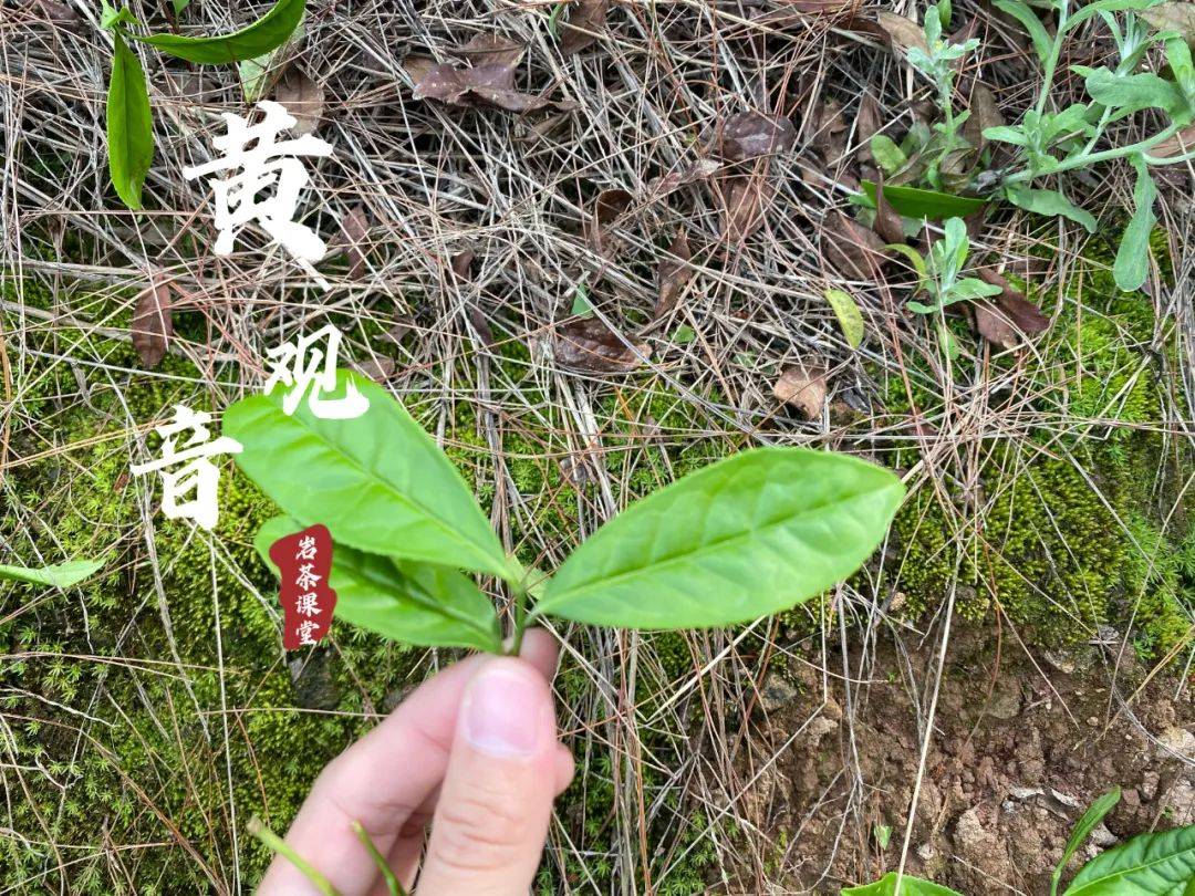 3个真相不吐不快,赶紧醒醒吧_观音_岩韵_肉桂